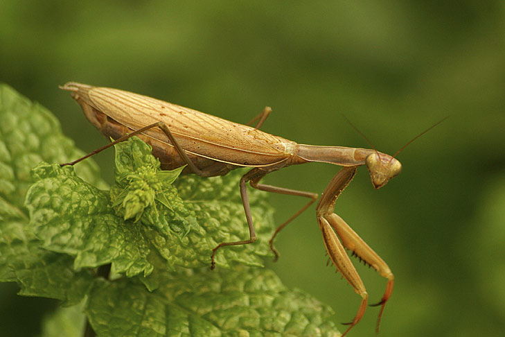 Les insectes qui ont quitté la Brie